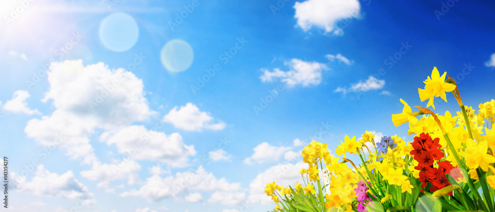 Narzissen im Frühling Narzissen im Frühling