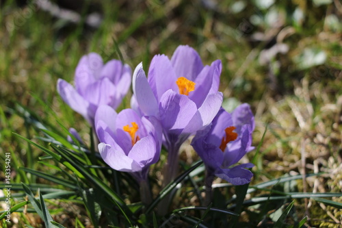 Obraz na płótnie Blühender Krokus w salonie