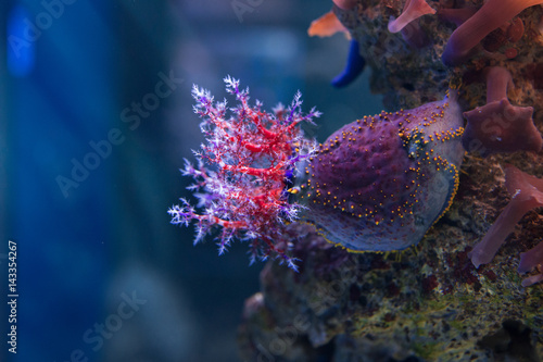 Sea Apple