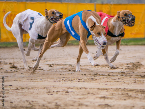 Hunderennen 1