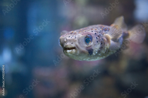 Smiling Pufferfish