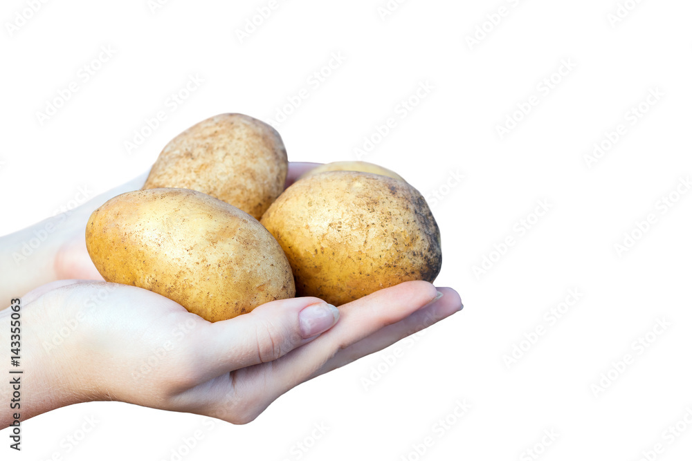 Hands of Young woman holding yellow Potatoes isolated on white background Hands of Young woman holding yellow Potatoes isolated on white background