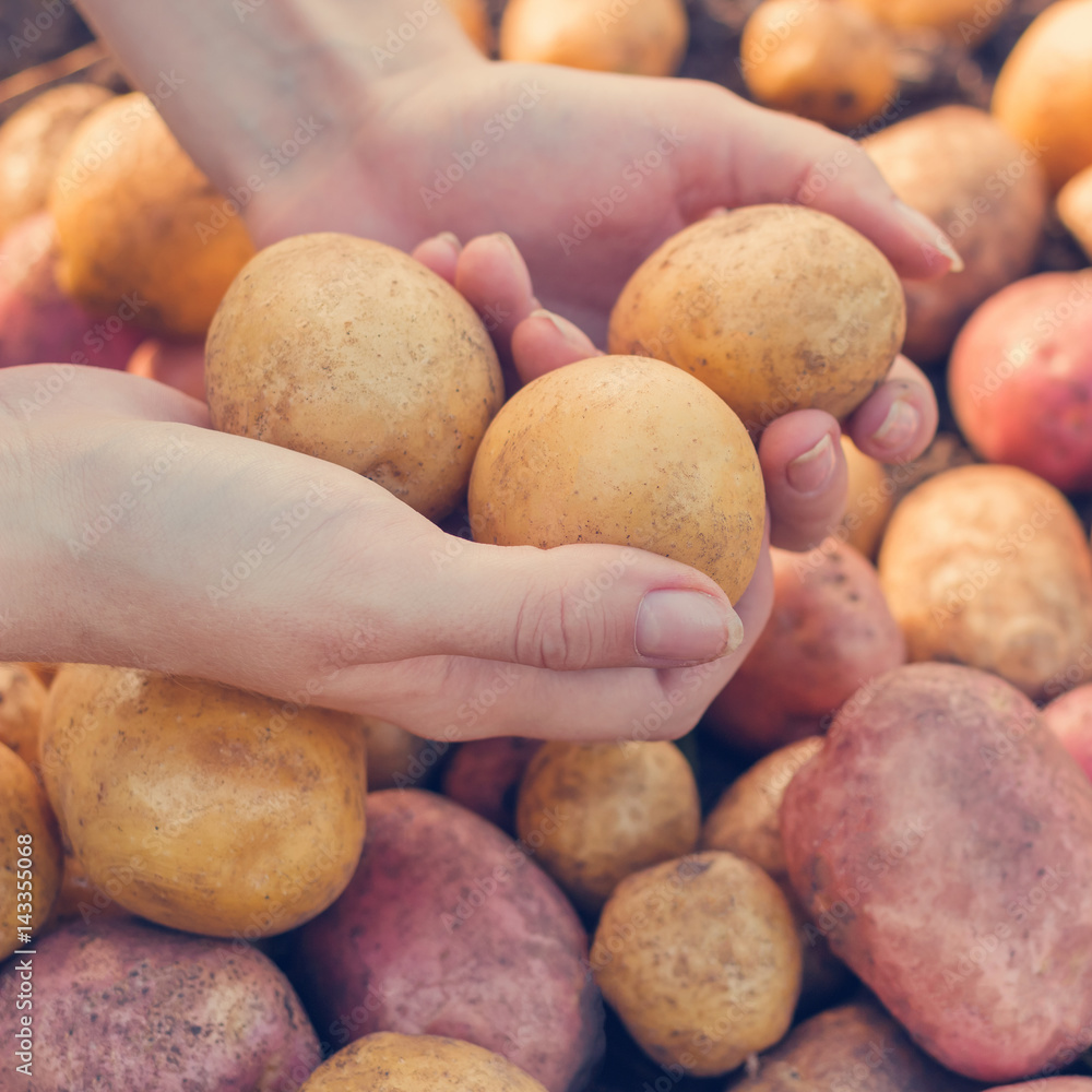 Hands young woman holding fresh potatoes harvest Hands young woman holding fresh potatoes harvest
