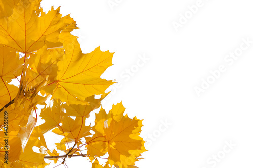 Autumn tree. Yellow leaves isolated on white background. Design element