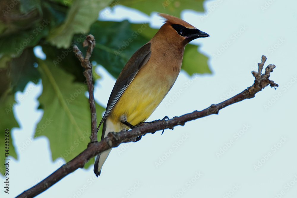 A Cedar Waxwing perches on a branch while leaves create a beautiful backdrop. These colorful birds flock to berry bushes and water in search of food. A Cedar Waxwing perches on a branch while leaves create a beautiful backdrop. These colorful birds flock to berry bushes and water in search of food.