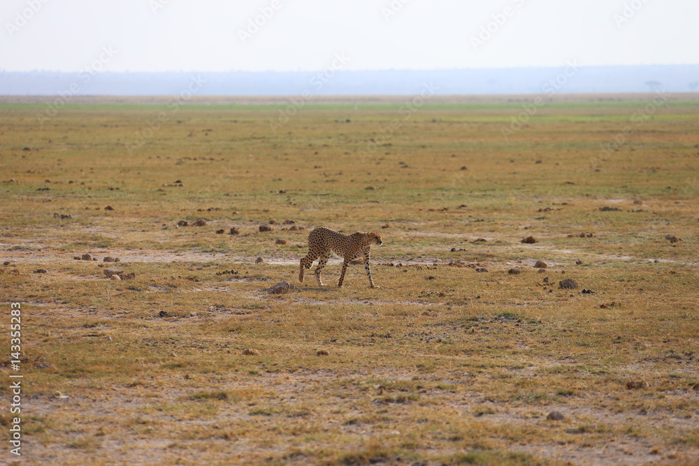Naklejka premium Wild Cheetah