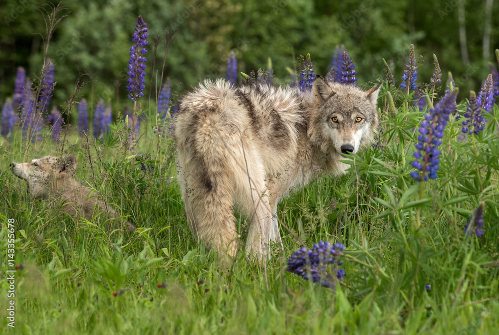Naklejka premium Grey Wolf (Canis lupus) Looks Out