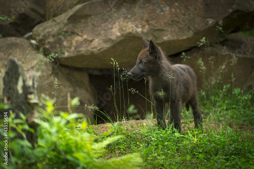 Black-Phase Grey Wolf  Canis lupus  Pup Near Den