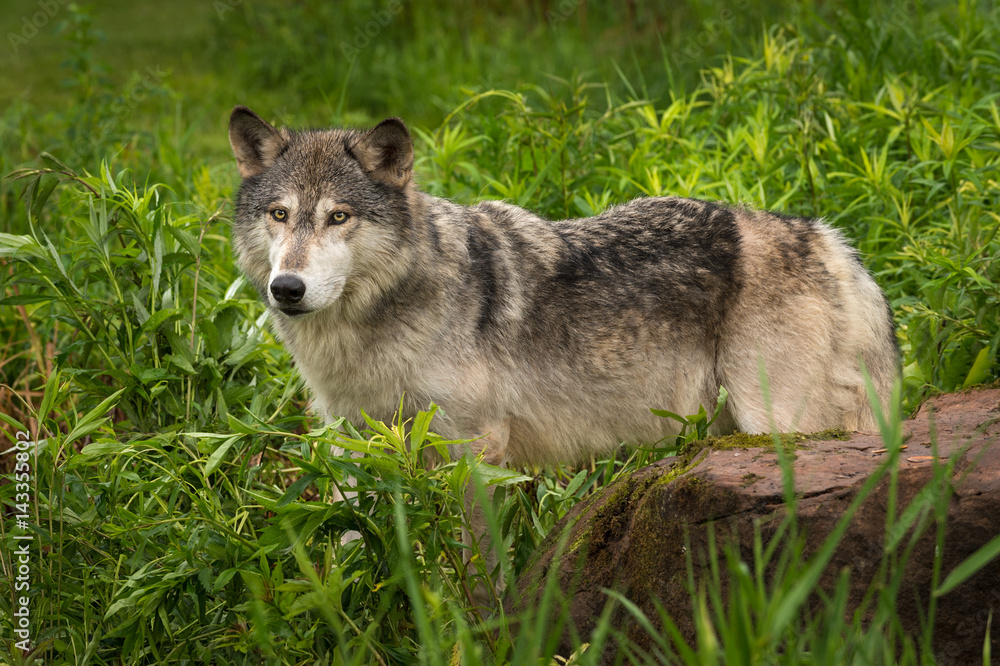 Fototapeta premium Grey Wolf (Canis lupus) Stands Behind Rock