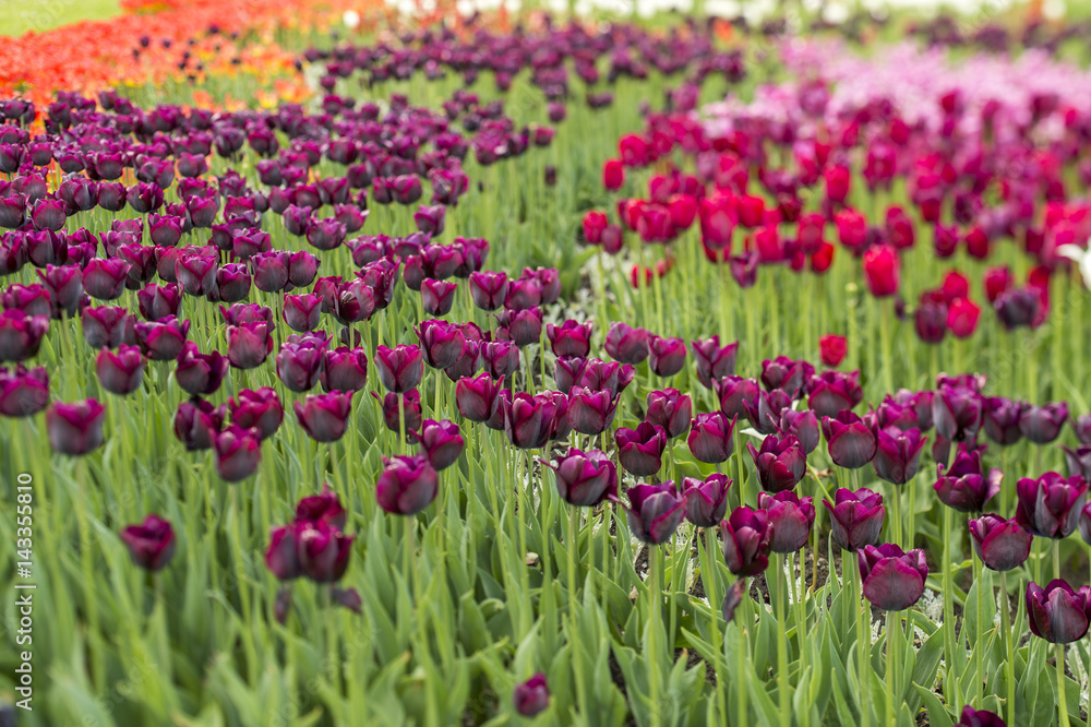  dark purple tulips in the garden