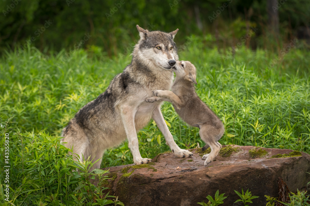 Fototapeta premium Szczeniak Gray Wolf (Canis lupus) skacze na dorosłego