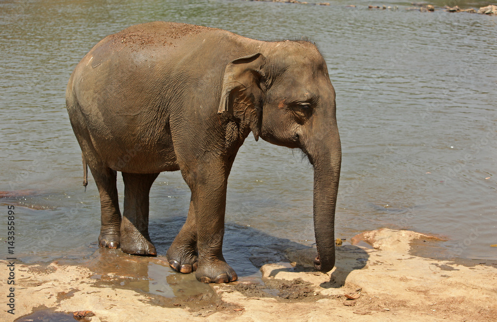 Naklejka premium Elefant im Fluss
