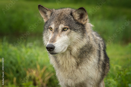 Grey Wolf (Canis lupus) Head