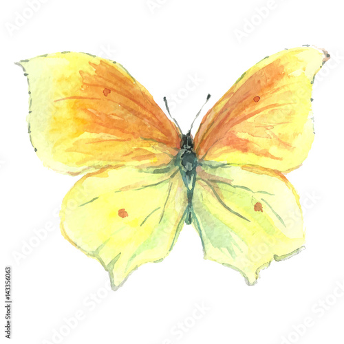 Butterfly colors in watercolors