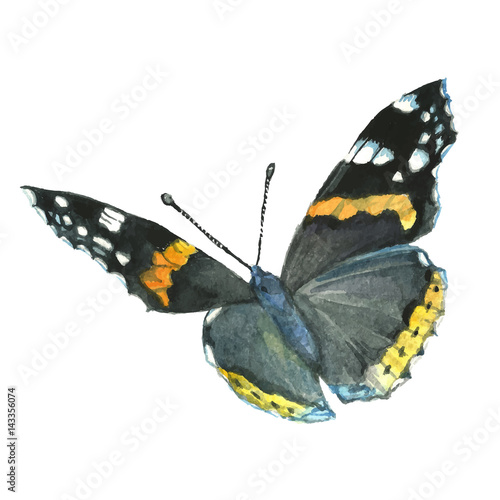 Butterfly Admiral  watercolor. Illustration. Handmade.