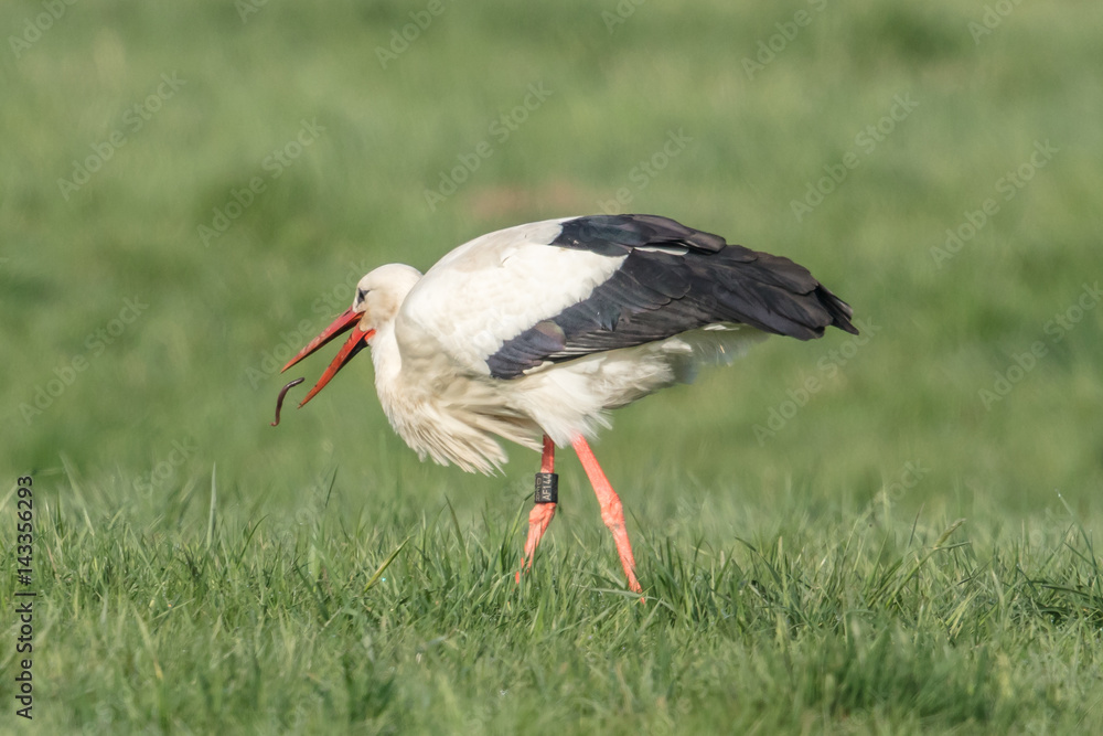 Fototapeta premium storch
