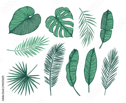 Hand drawn vector illustration - Palm leaves (monstera, areca palm, fan palm, banana leaves). Tropical design elements. Perfect for prints, posters, invitations etc