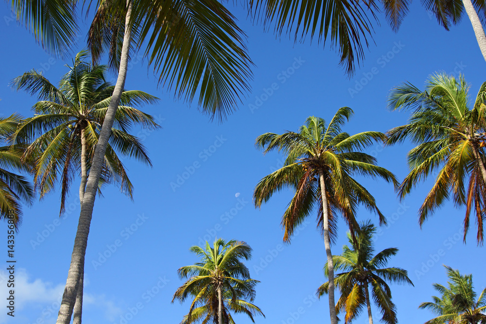 Tropical palm trees, sky and moon