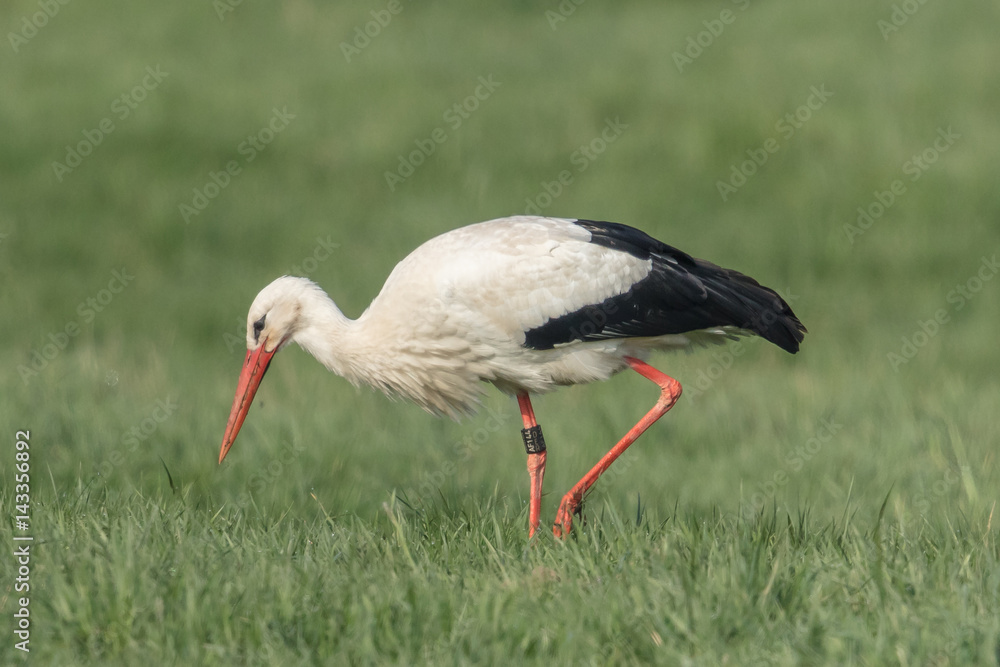 Fototapeta premium wildvögel