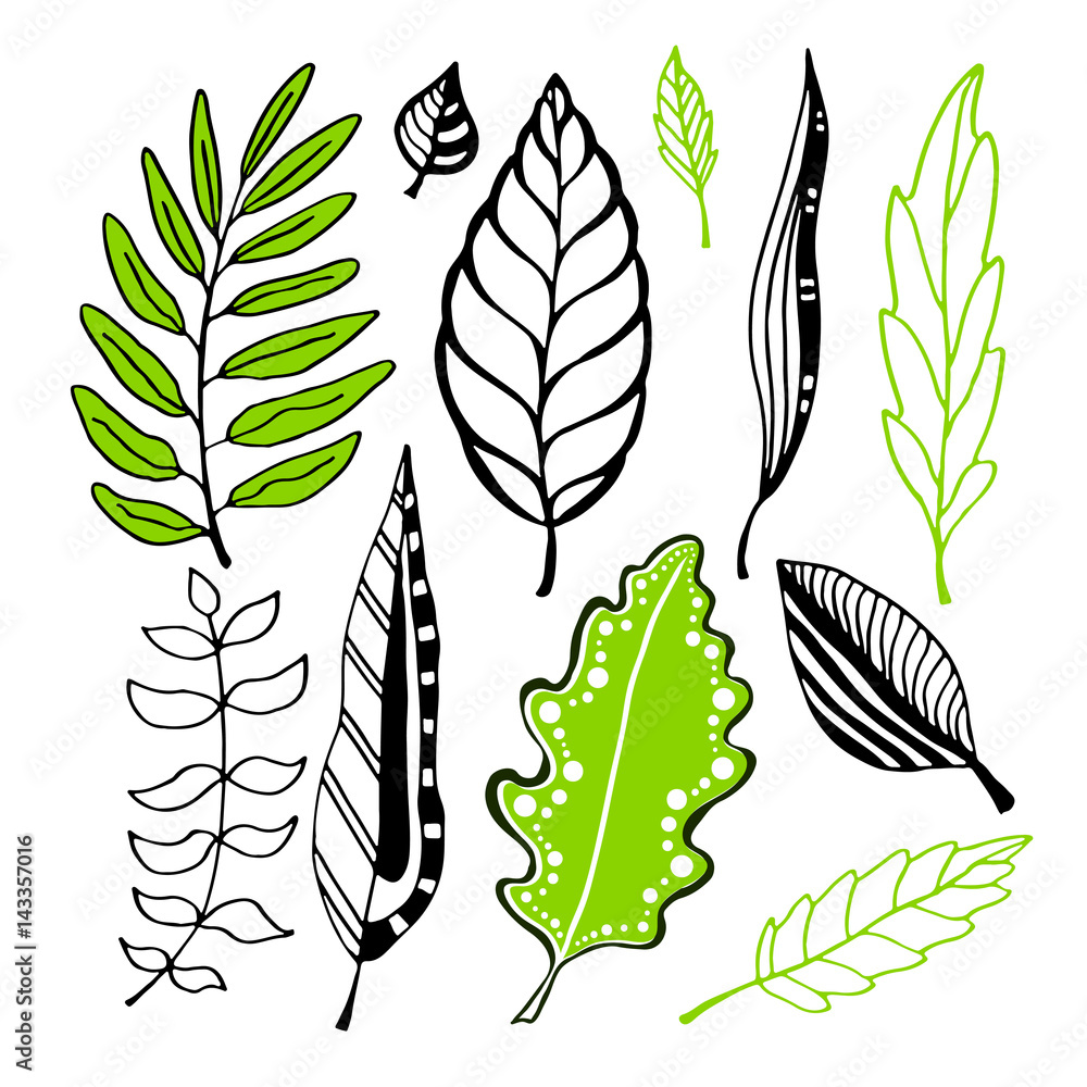 Leaves vector collection. Vector illustration for design decoration