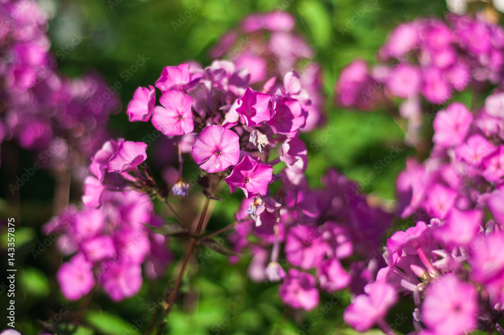 Pink phlox flowers in bright sunny garden Pink phlox flowers in bright sunny garden