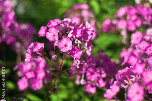Pink phlox flowers in bright sunny garden