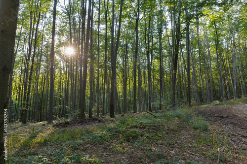 Fototapeta Naklejka Na Ścianę i Meble -  The sun shines through the crown of the forest.