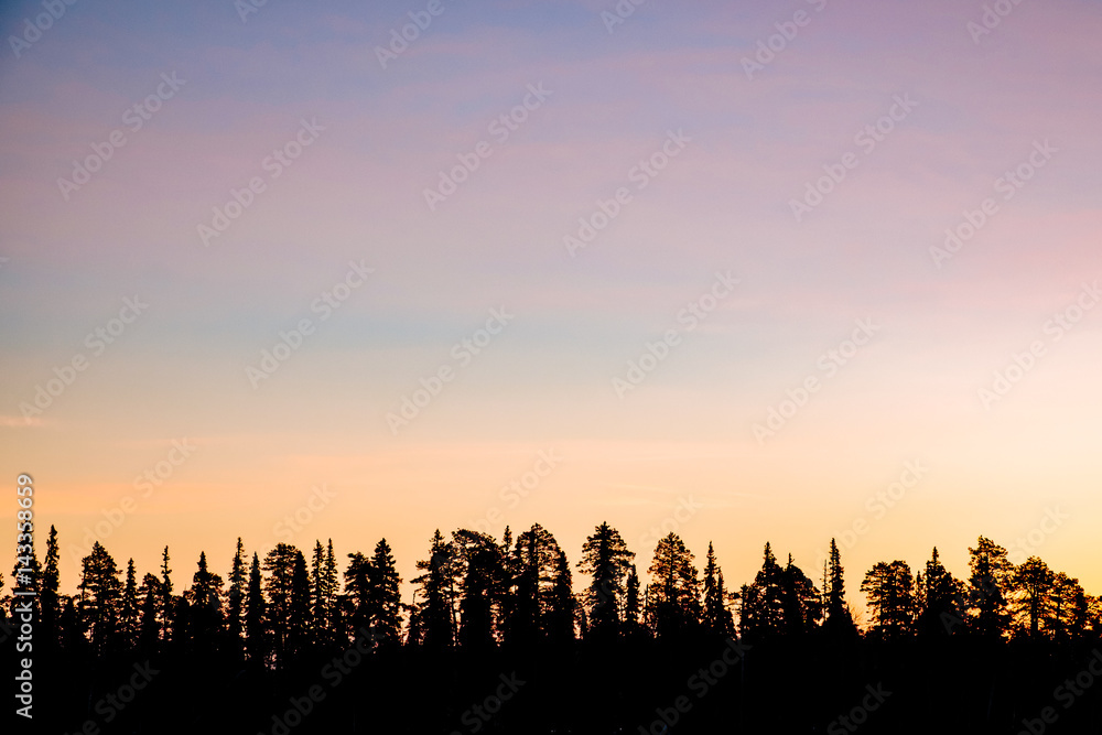 sunrise in a pine tree forest