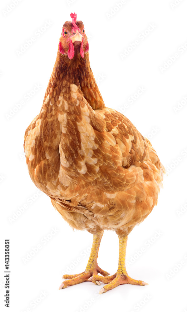 Fototapeta premium Brown hen isolated.