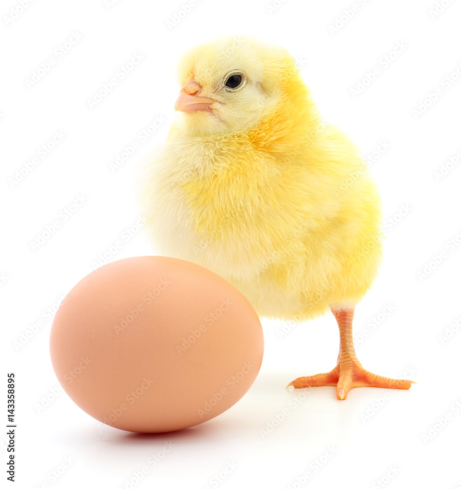 chicken and egg chicken and egg