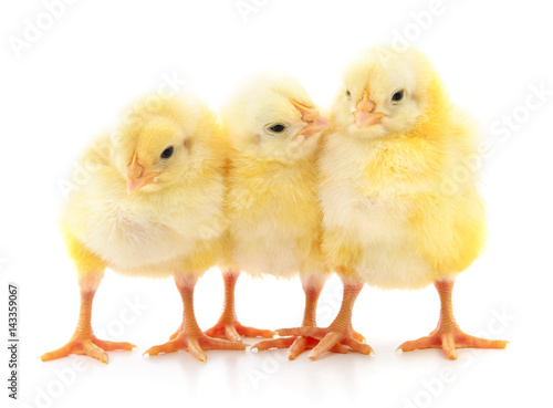 Three cute chicks.