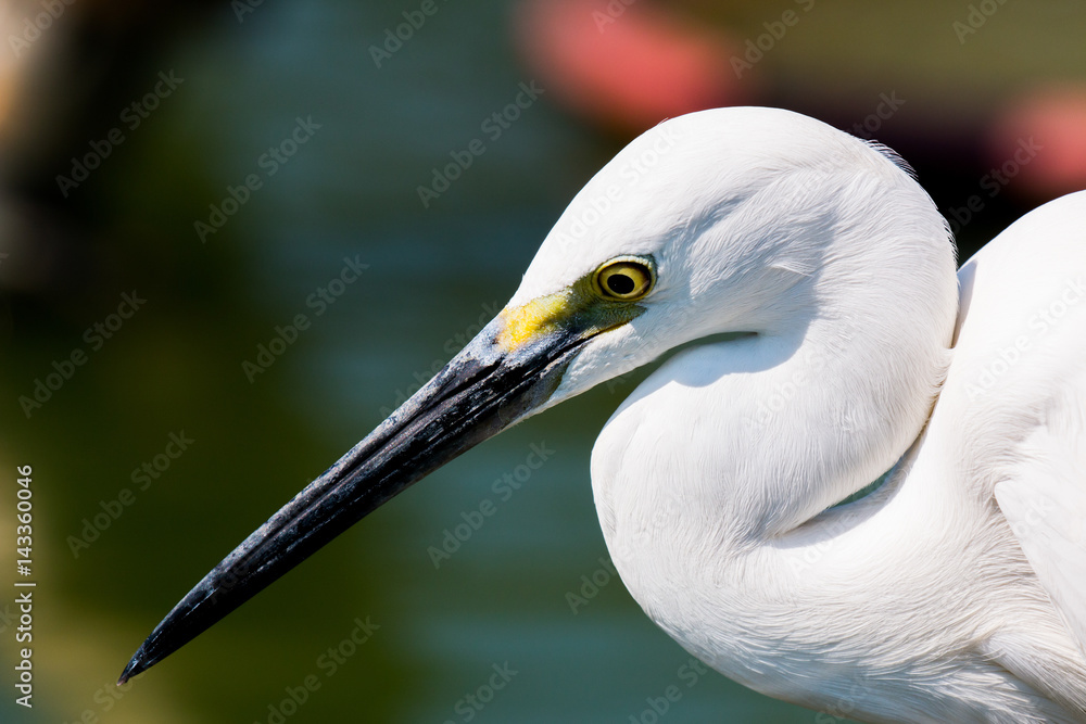 little egret (egretta garzetta) little egret (egretta garzetta)