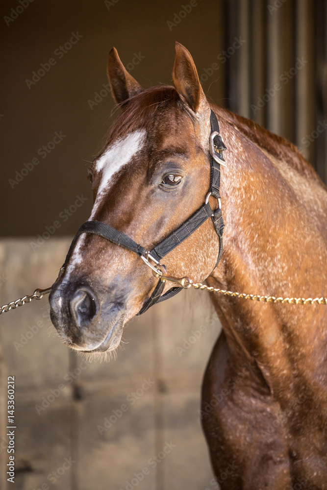 Obraz premium Thoroughbred wild horse