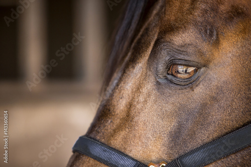 Fototapeta Naklejka Na Ścianę i Meble -  Thoroughbred wild horse