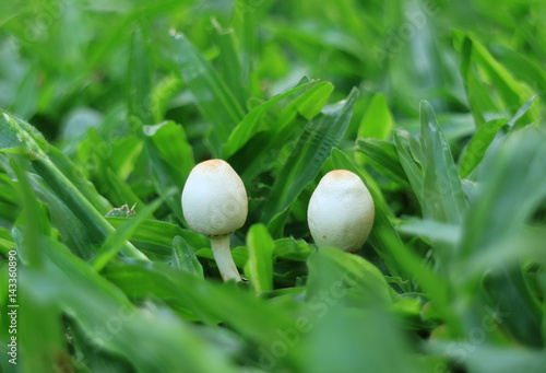 Close-up of two little wild white mushrooms growing on the green grass field, Thailand 