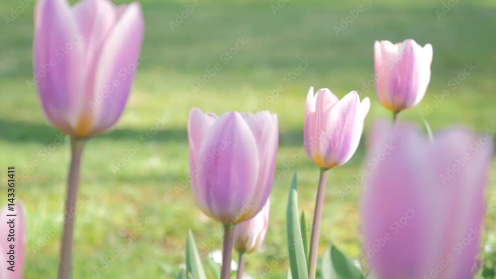 Tulip flowers blooming in Spring. Colorful tulips blooms swaying in the wind. Gentle wind moving through field with many tulips, sunny day. Tulip flowers blooming in Spring. Colorful tulips blooms swaying in the wind. Gentle wind moving through field with many tulips, sunny day.