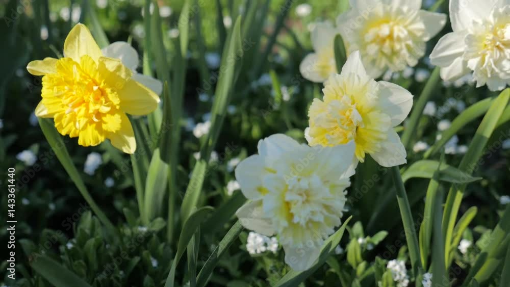 Medium shallow depth of field panning slider shot of yellow trumpet narcissus daffodils trembling in the breeze, facing different directions, during a cloudy and sunny day in the beginning of spring. Medium shallow depth of field panning slider shot of yellow trumpet narcissus daffodils trembling in the breeze, facing different directions, during a cloudy and sunny day in the beginning of spring.