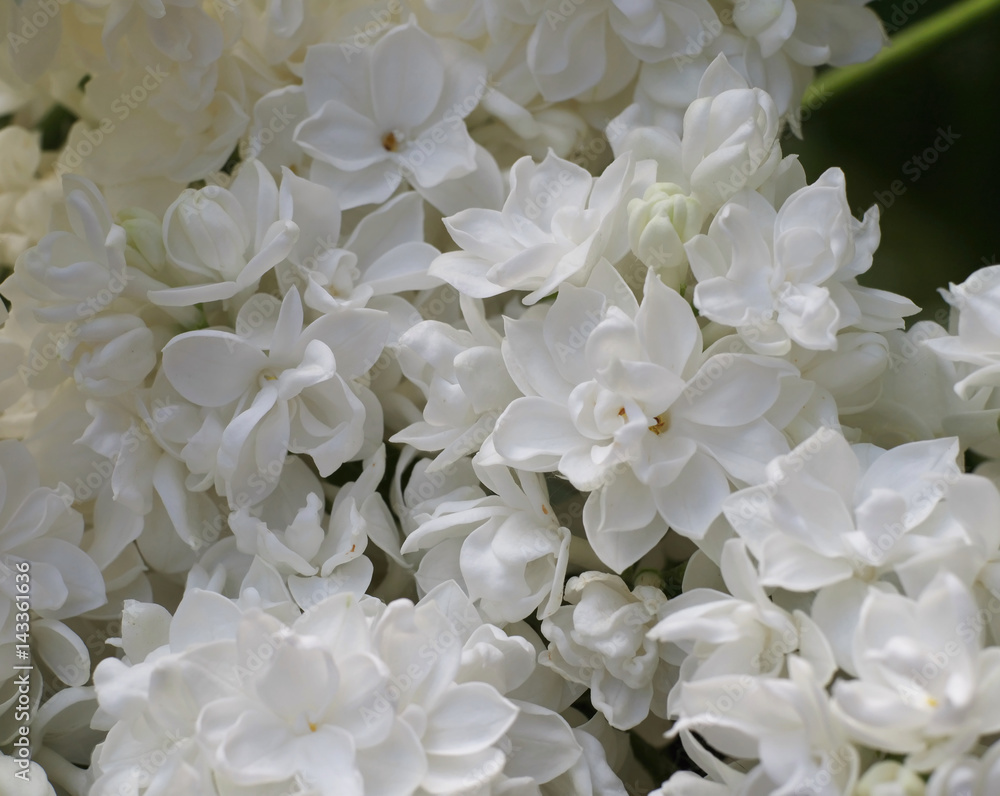 white tender background from closeup flowers of lilac, macro white tender background from closeup flowers of lilac, macro