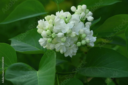 White lilac flowers with buds arrounded leaf for a background, spring garden, syringe vulgaris