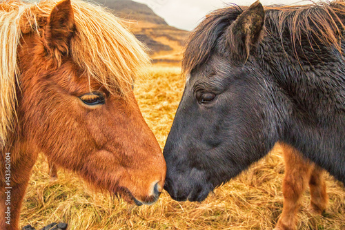 Fotografie Two Icelandic Horses Nuzzling