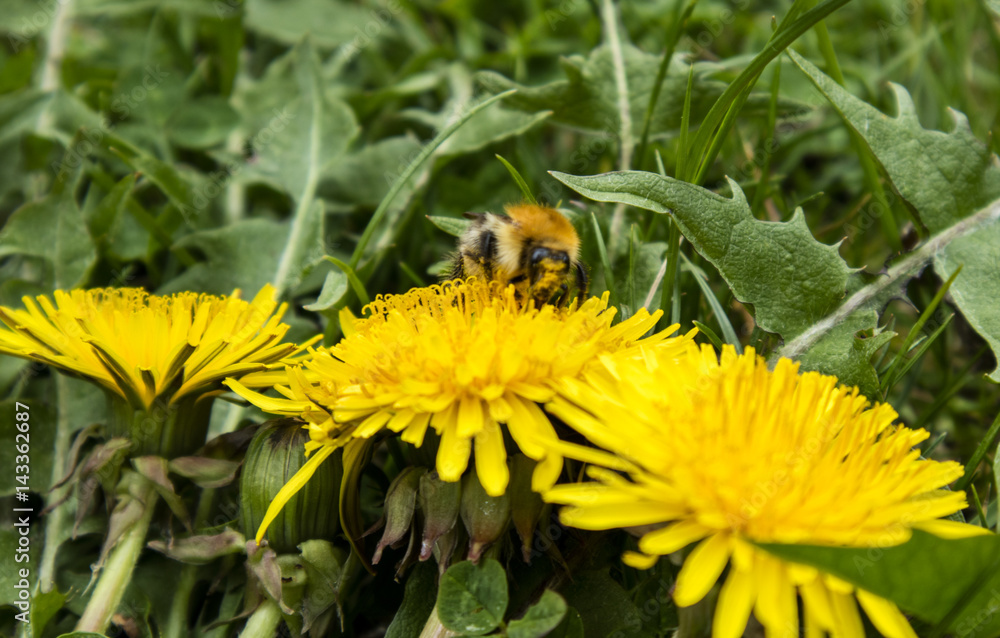 Hummel auf Löwenzahn 1