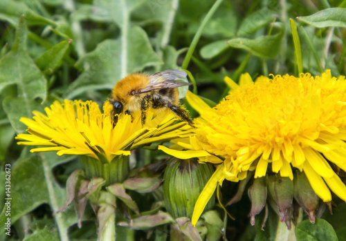 Hummel auf Löwenzahn 2