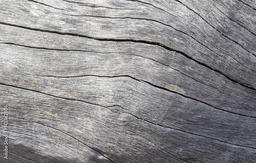 Distressed wooden texture closeup photo. Cold grey wood background.
