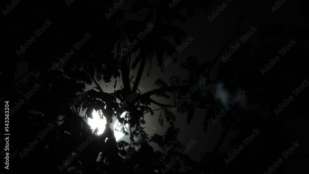 Time lapse of full moon rising behind trees Time lapse of full moon rising behind trees