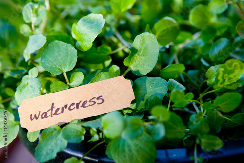 close up of watercress plant in pot with label 