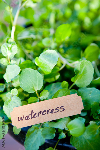 close up of watercress plant in pot with label 