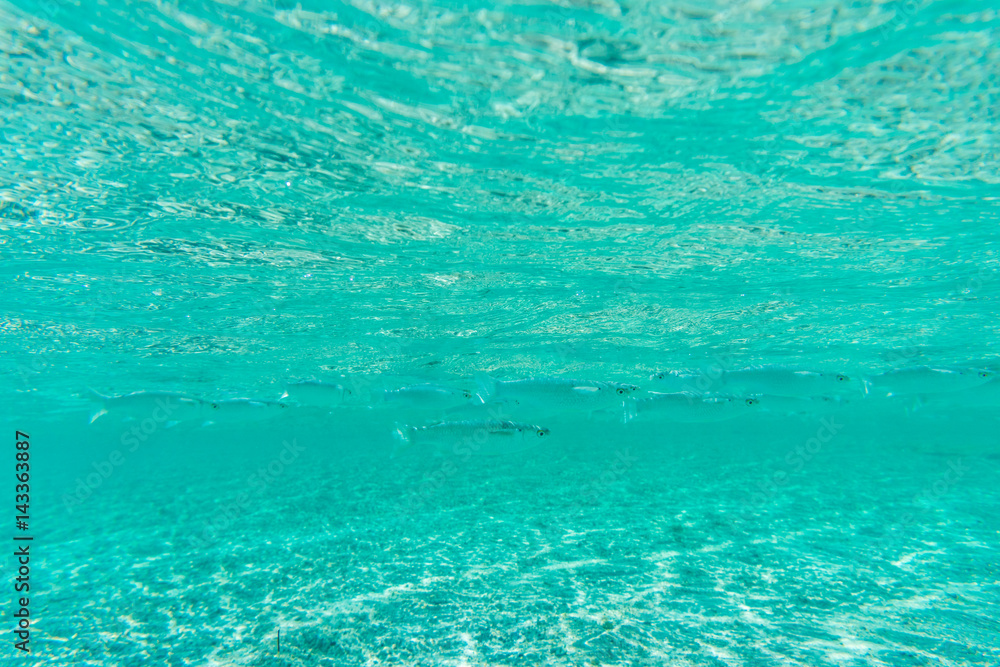 Breathtaking underwater view of mackerel fish school feeding on plankton under the surface of Red Sea, Egypt, with sun rays going down to the bottom. Breathtaking underwater view of mackerel fish school feeding on plankton under the surface of Red Sea, Egypt, with sun rays going down to the bottom.