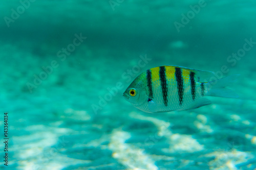 Sergeant Major fish in coral sea
