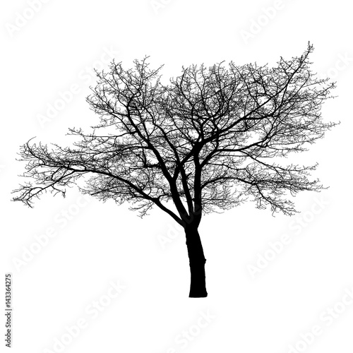 Tree silhouette on white.