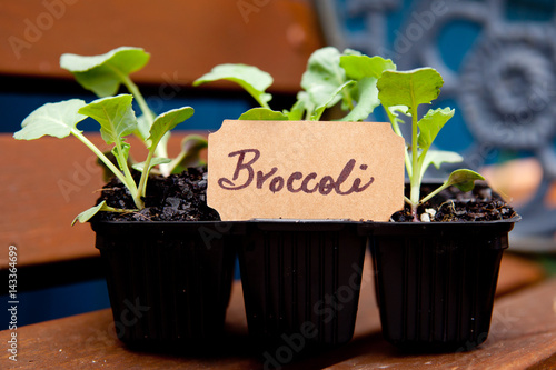 Tableau sur toile Brocolli seedlings with label